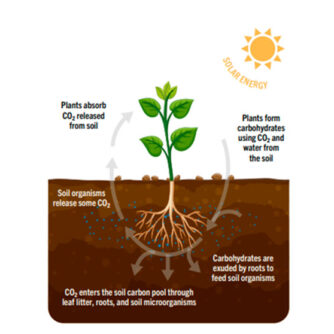 Сarbon farming – новий тип сільського господарства?