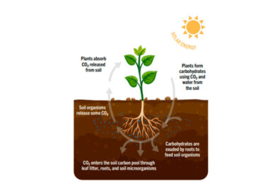 Сarbon farming – новий тип сільського господарства?