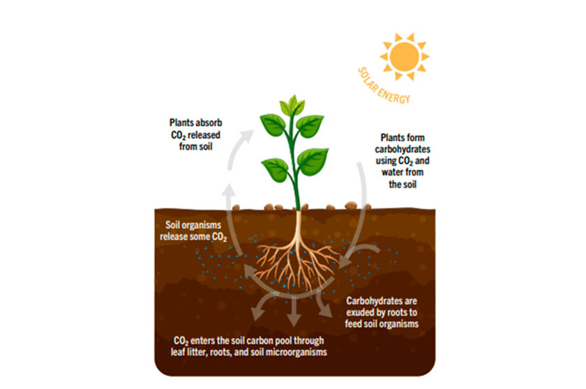 Сarbon farming – новий тип сільського господарства?