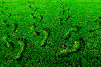 Ukrainian green way from farm to fork: organic production