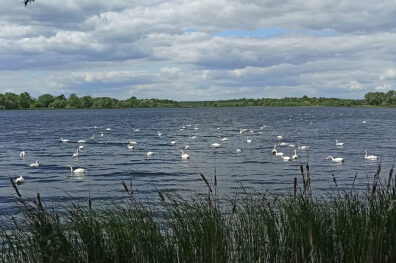 Нові моделі виробництва в сільському господарстві ЄС: протидія зміні клімату та втратам біорізноманіття