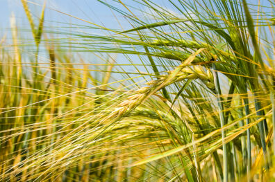 Chronicles of War. Food Security