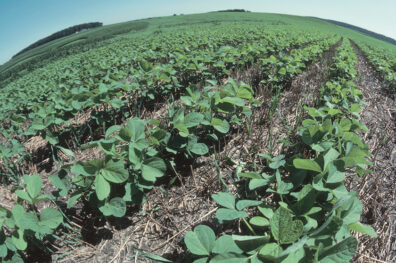 Input-intensive agricultural production as a threat to food security during wartime