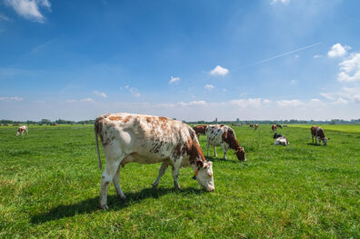 Збереження діючої моделі виробництва харчових продуктів не дозволить досягти задекларованих кліматичних цілей