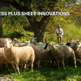 Business plus Sheep Innovations