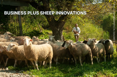 Business plus Sheep Innovations