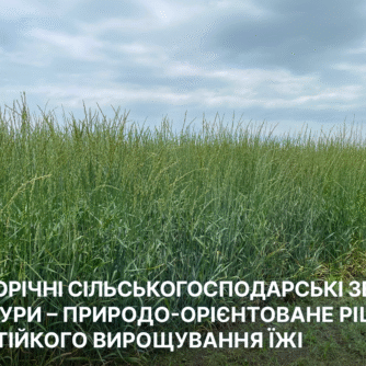 Багаторічні сільськогосподарські зернові культури – природо-орієнтоване рішення для стійкого вирощування їжі