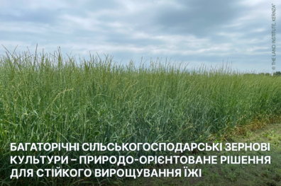 Багаторічні сільськогосподарські зернові культури – природо-орієнтоване рішення для стійкого вирощування їжі